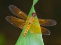 Perithemis electra (Golden Amberwing) male-5.jpg